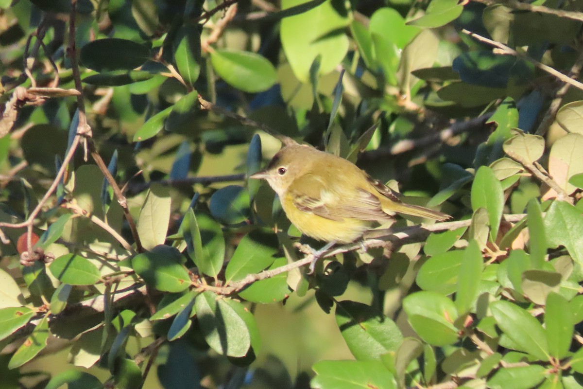 Bell Vireosu (bellii/medius) - ML644539777