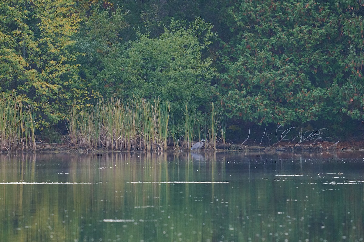 Great Blue Heron - ML644539783