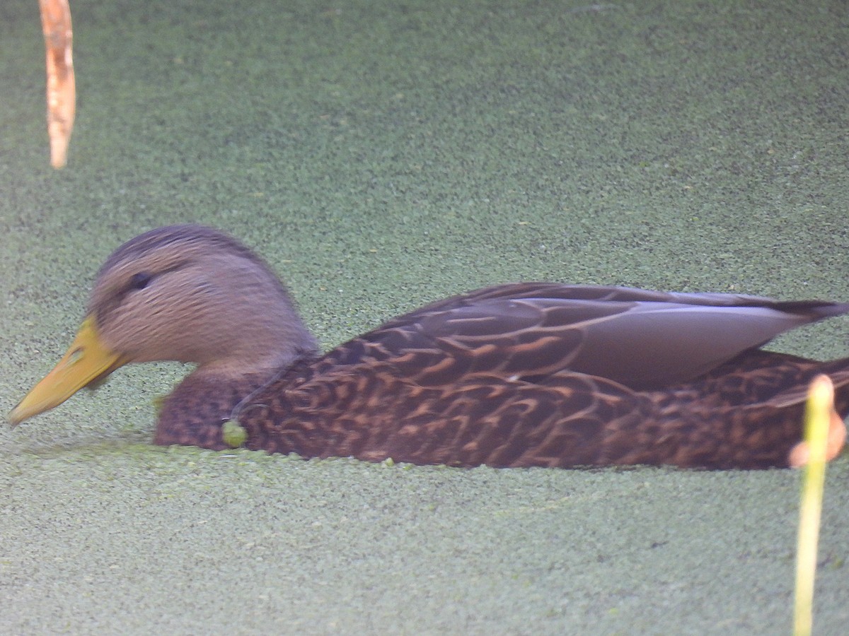 Canard du Mexique - ML644539784