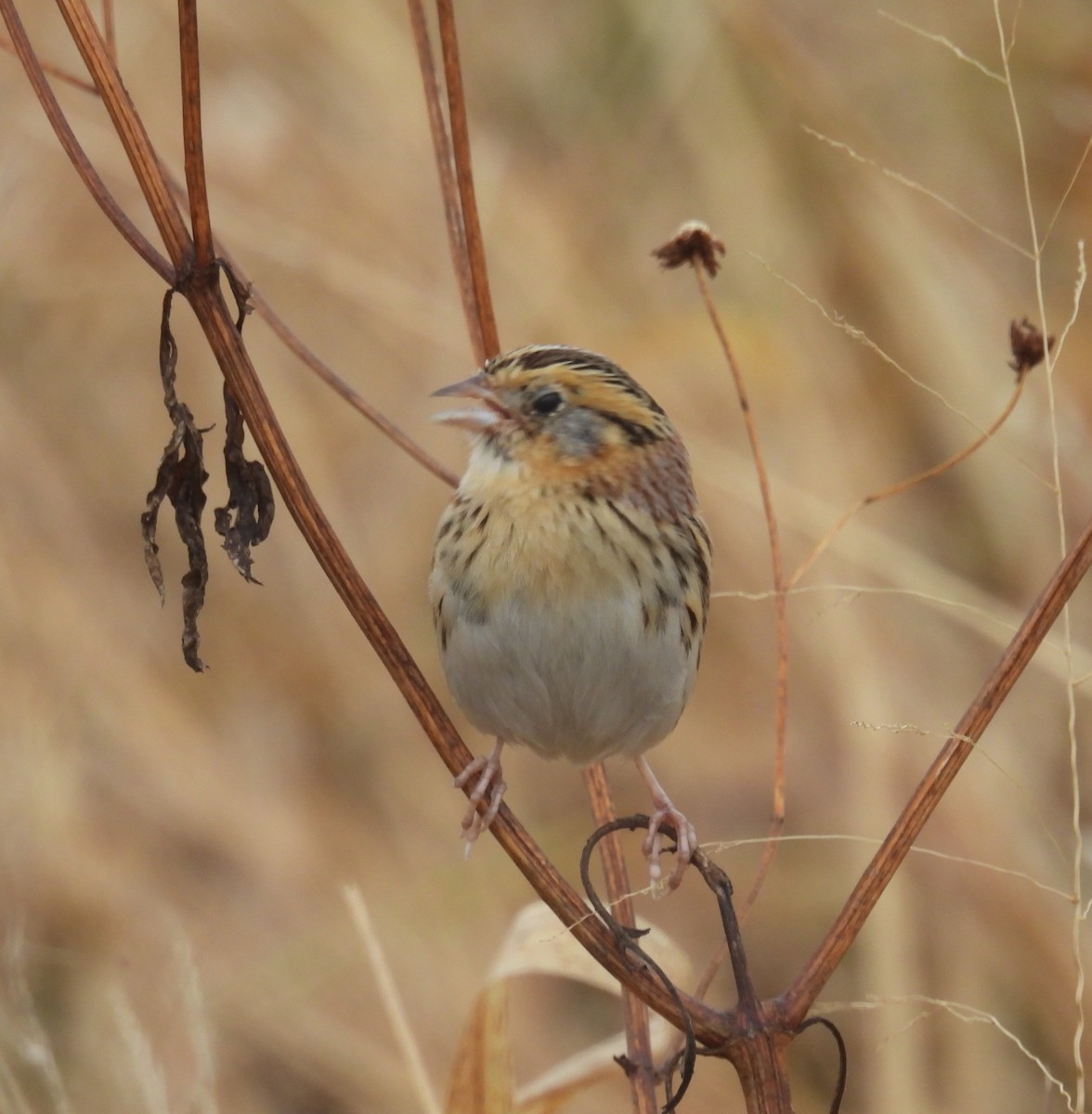 LeConte's Sparrow - ML644539785
