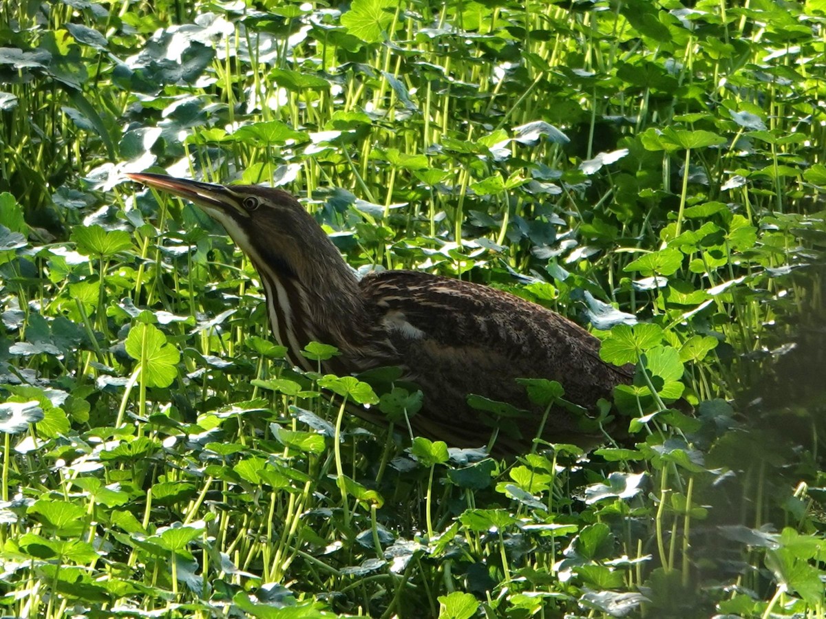 American Bittern - ML644539787