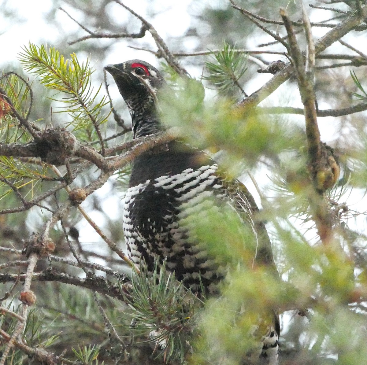 Дикуша канадська - ML644539790