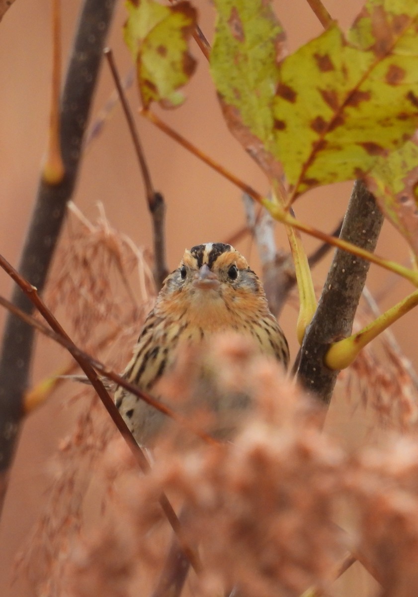 LeConte's Sparrow - ML644539793