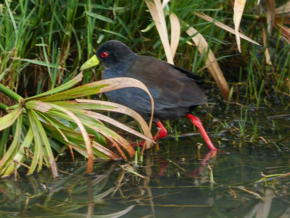 Black Crake - ML644539794