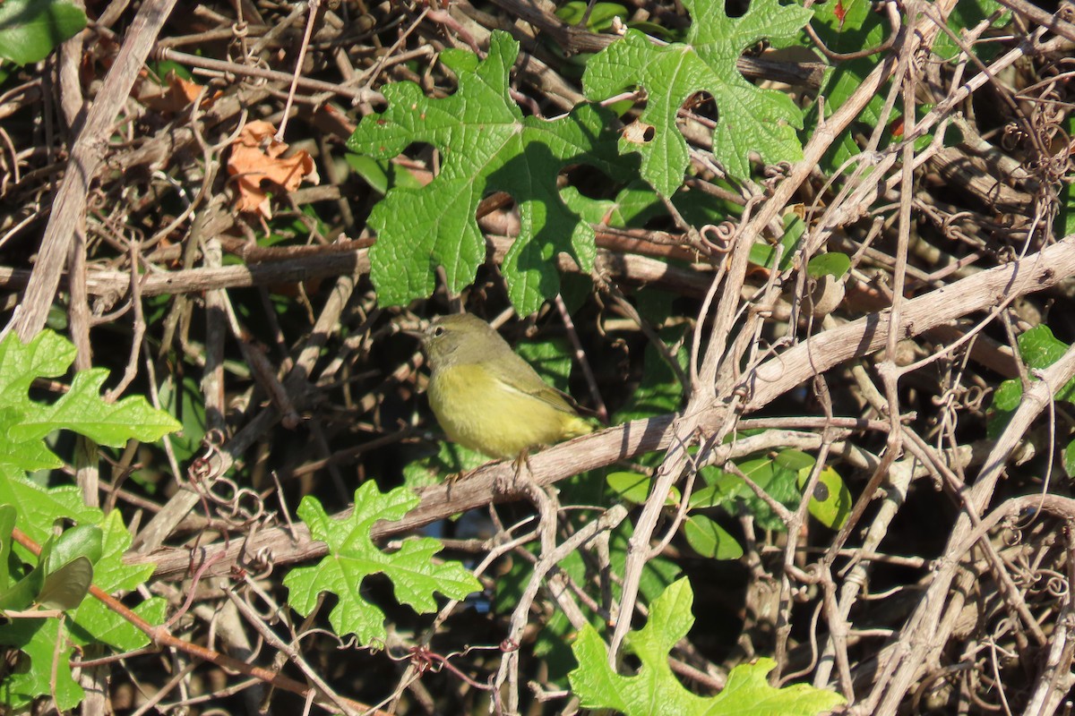 Turuncu Taçlı Ötleğen - ML644539796