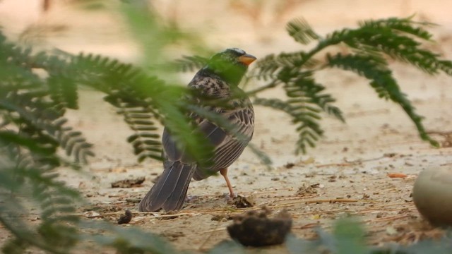 Cinnamon-breasted Bunting - ML644539799