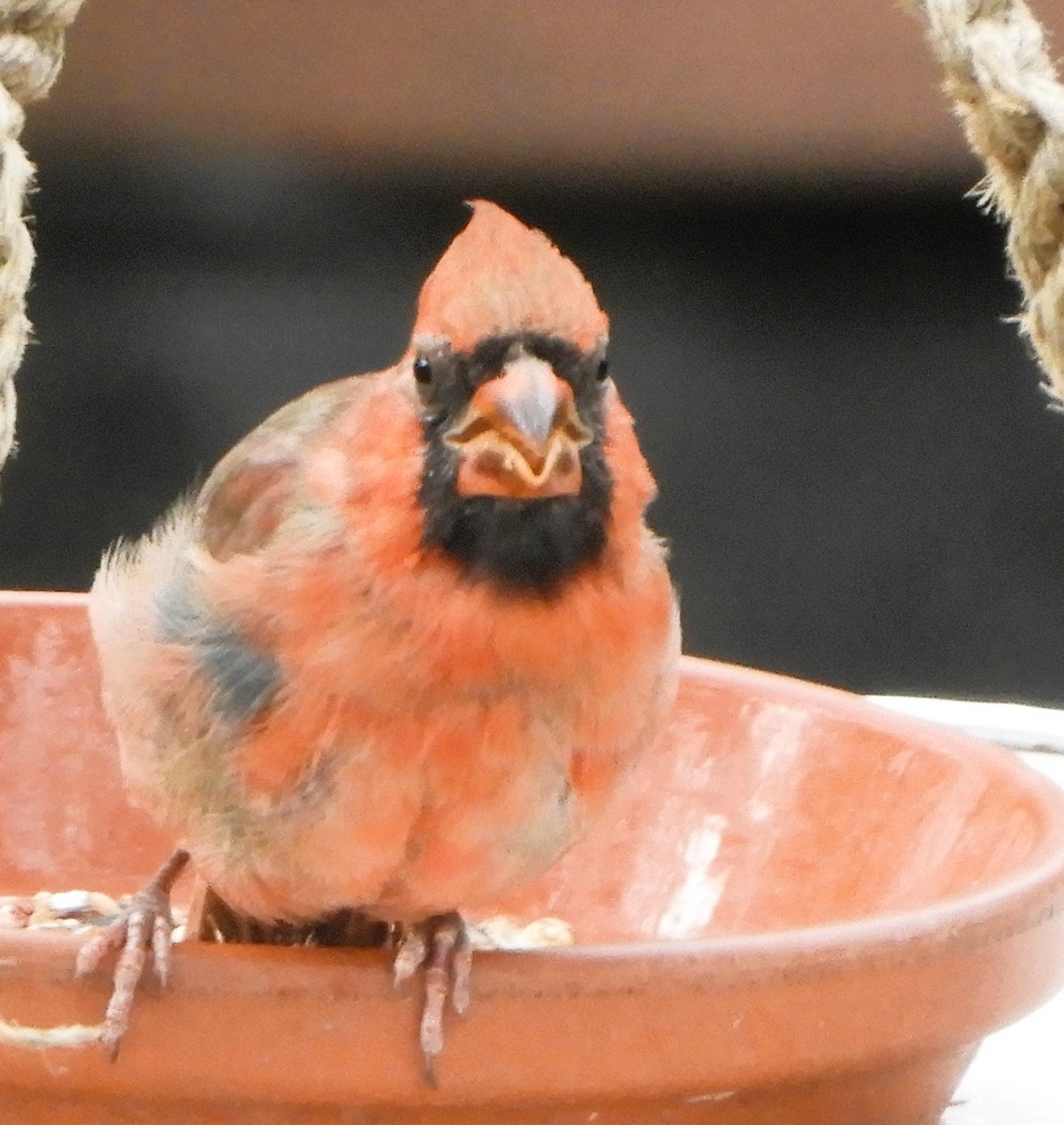 Northern Cardinal - ML644539802