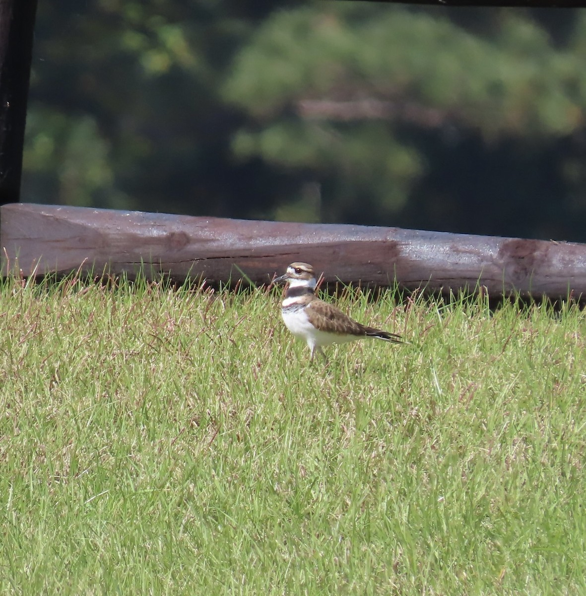 Killdeer - ML644539803