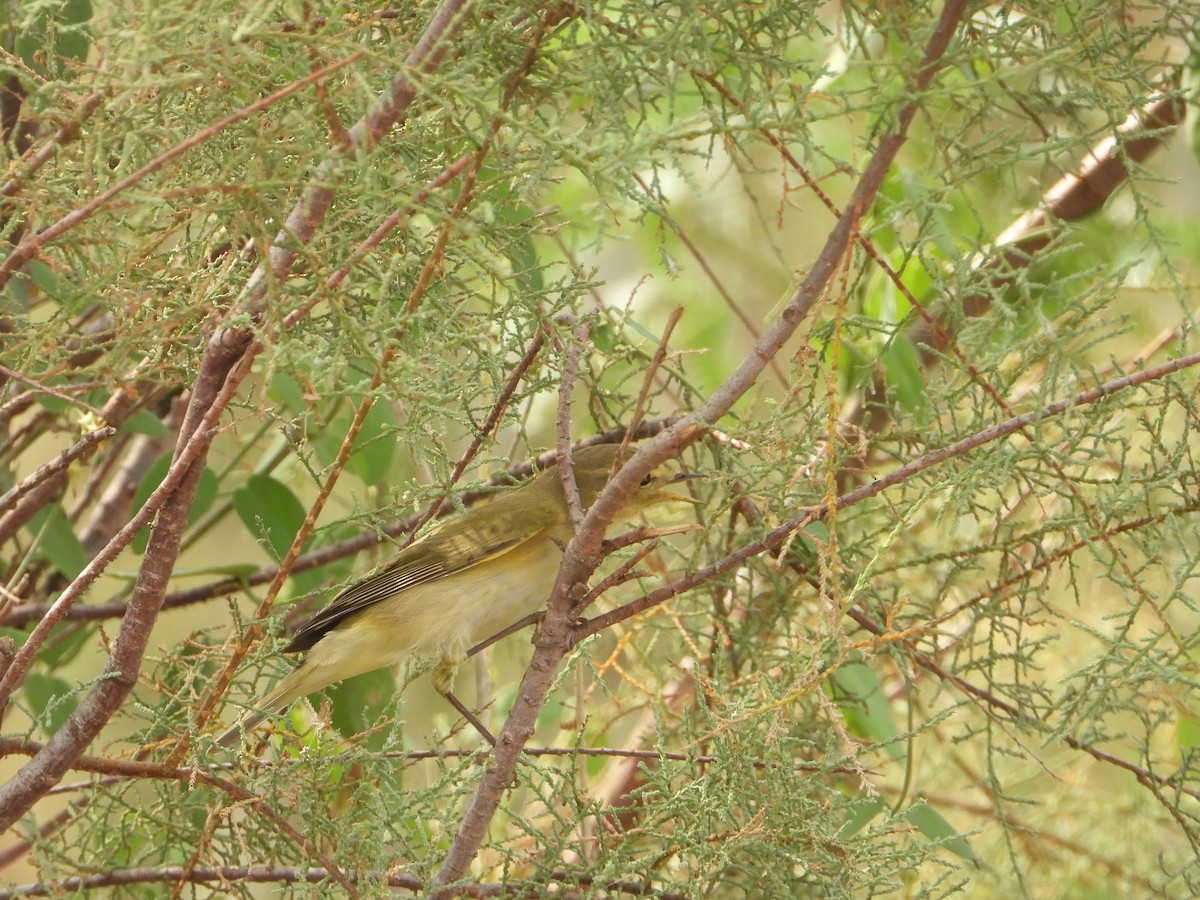 Канюк степовий - ML644539815