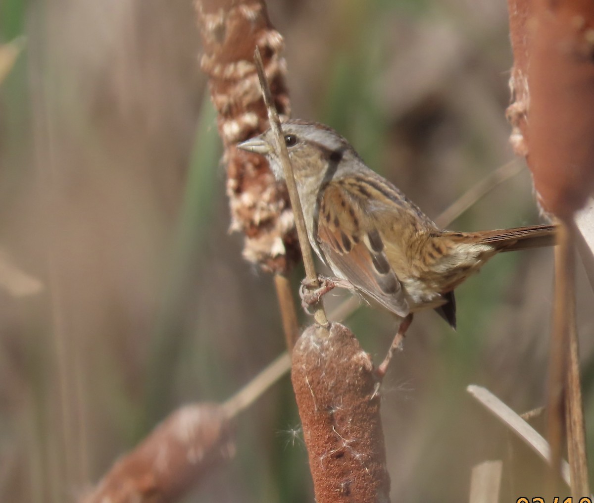 Swamp Sparrow - ML644539818