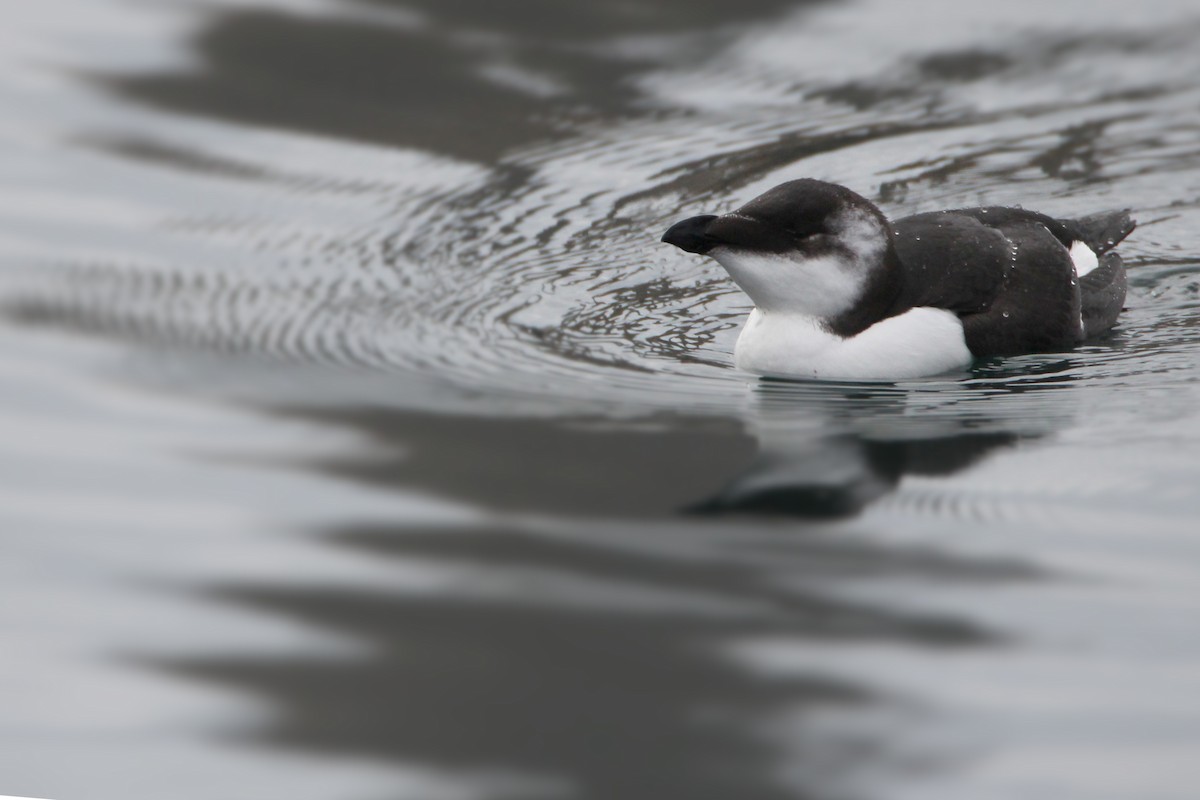 Гагарка мала - ML644539819