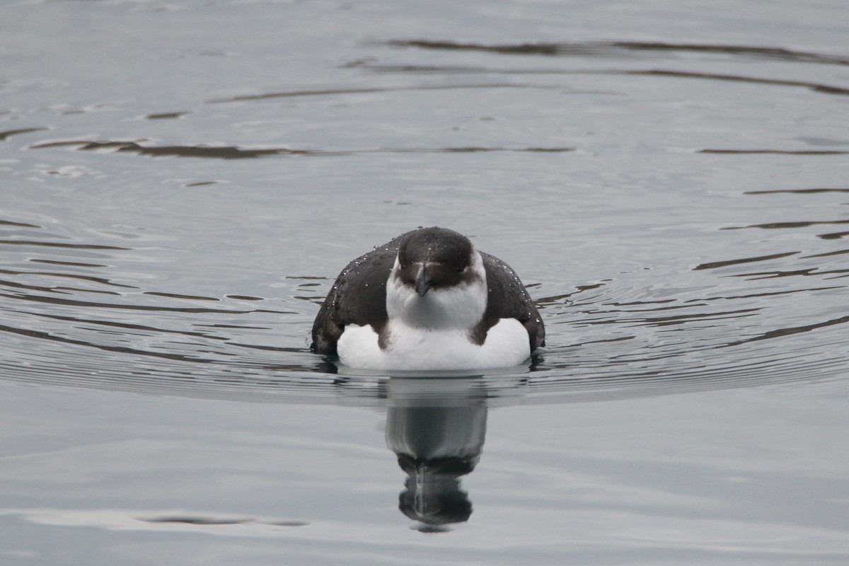 Гагарка мала - ML644539821