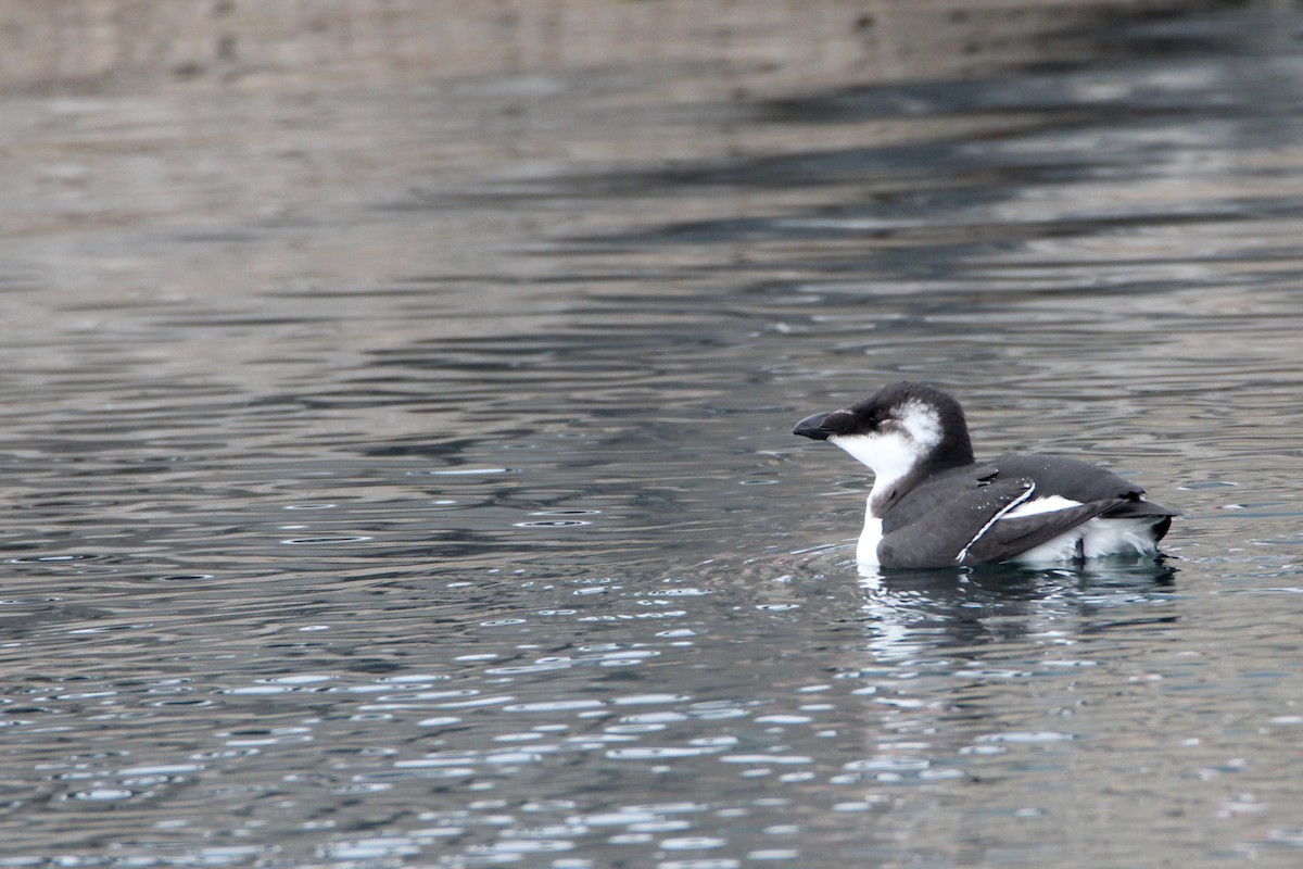Гагарка мала - ML644539822