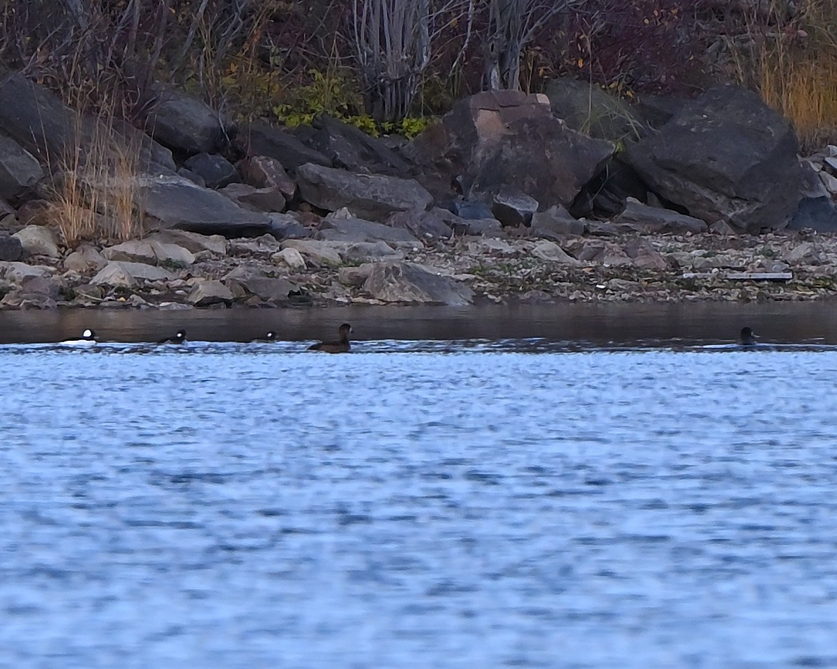 コスズガモ - ML644539823