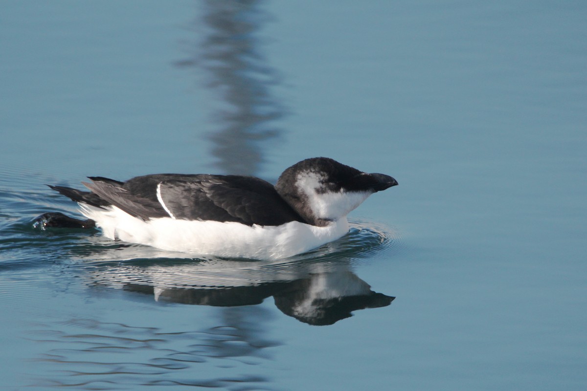 Гагарка мала - ML644539825