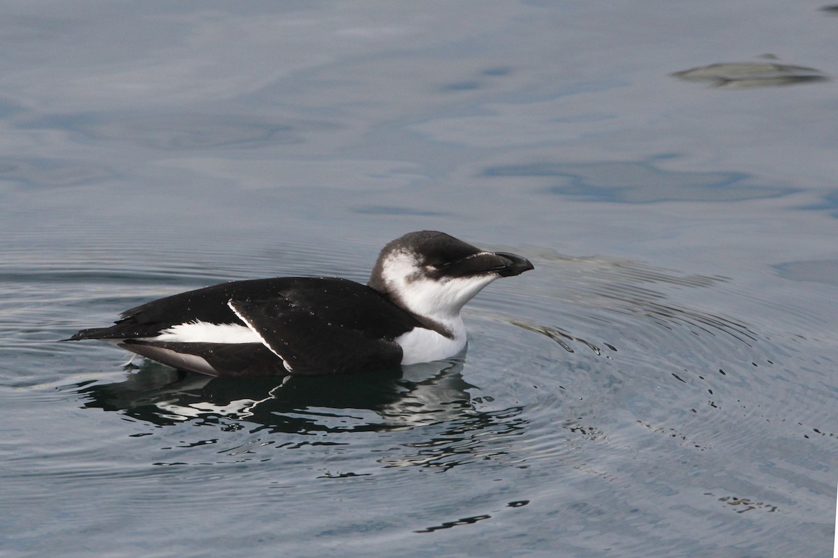 Гагарка мала - ML644539826