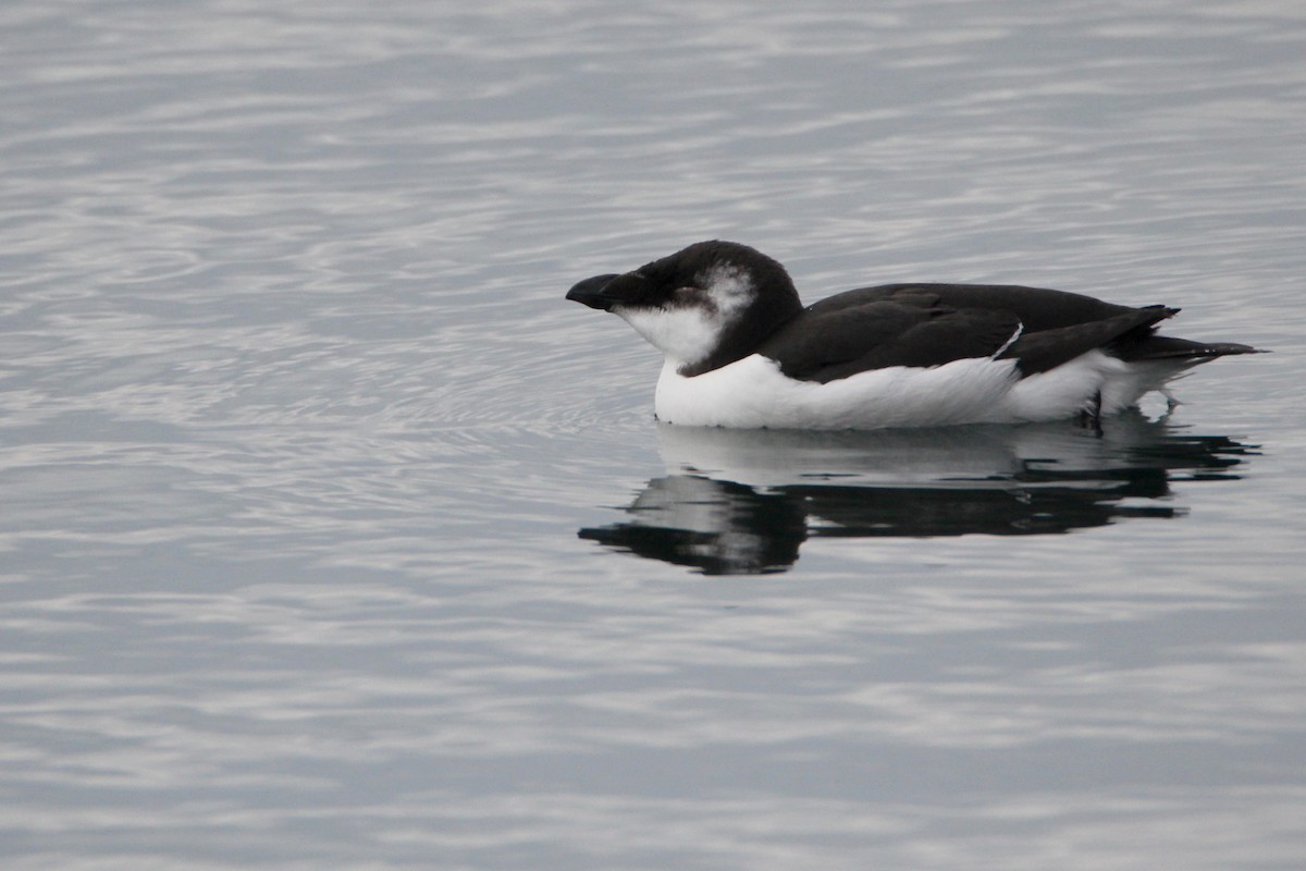 Гагарка мала - ML644539829