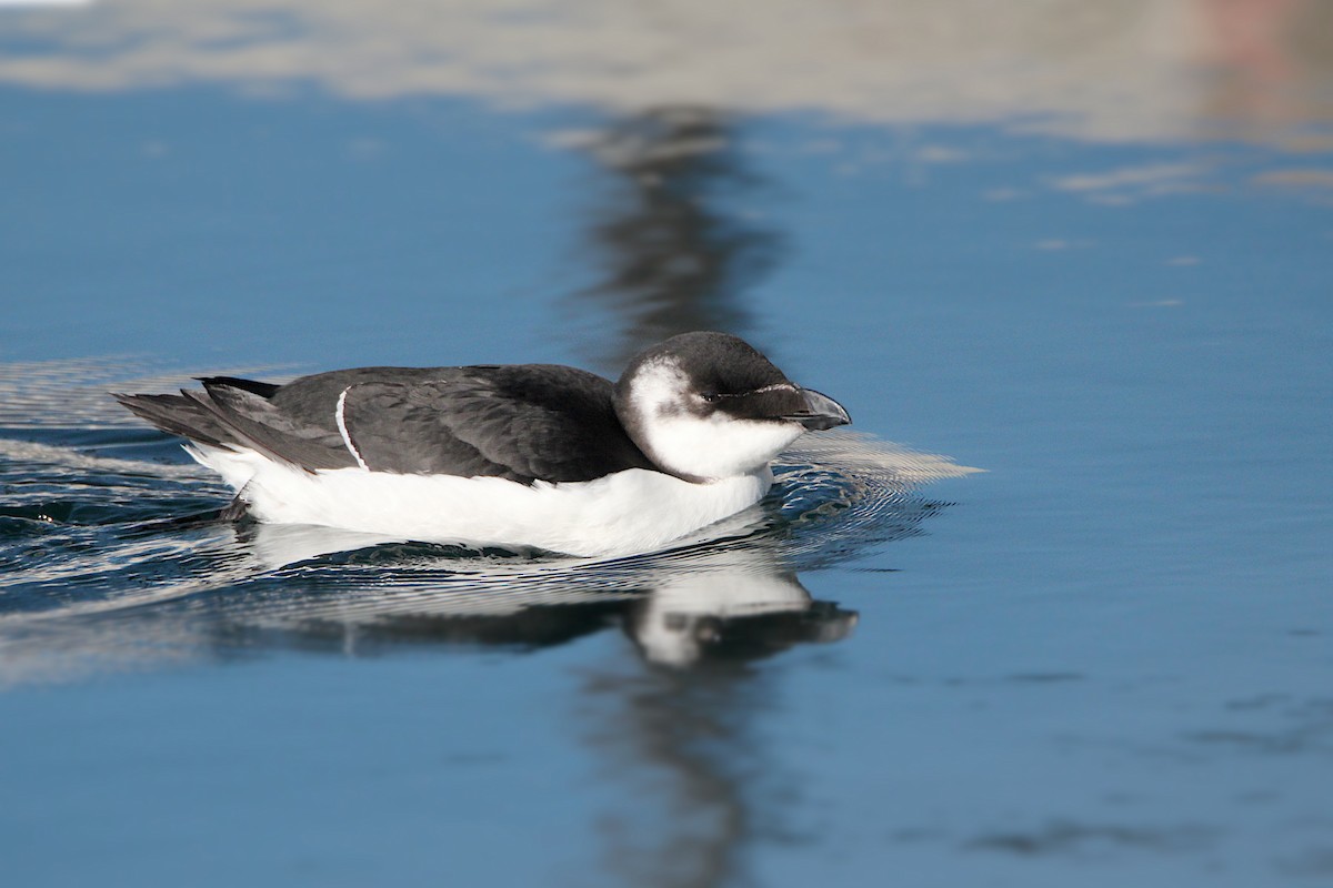 Гагарка мала - ML644539830