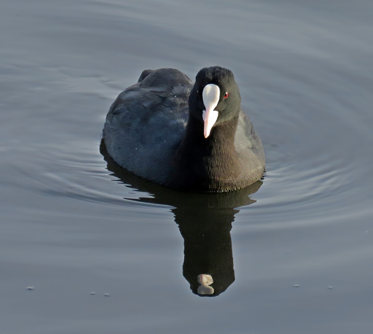 Лиска звичайна - ML644539831