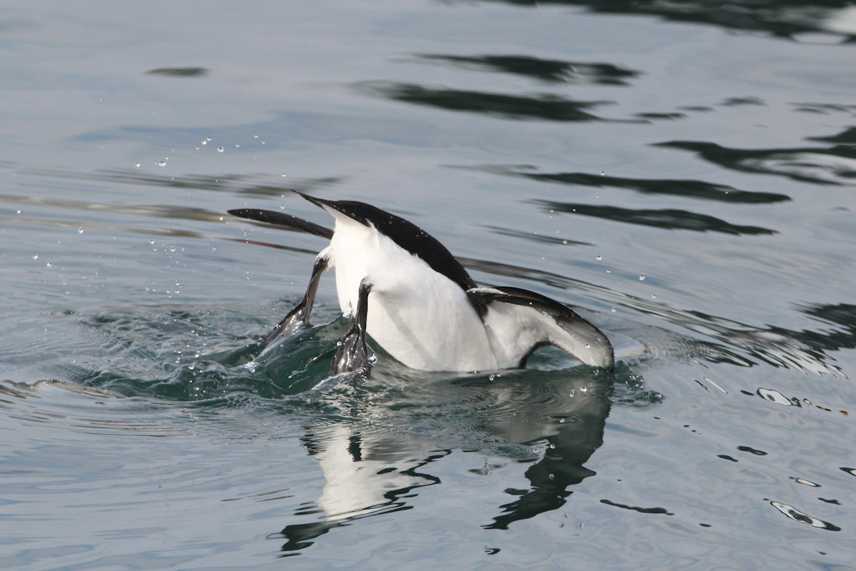 Гагарка мала - ML644539832