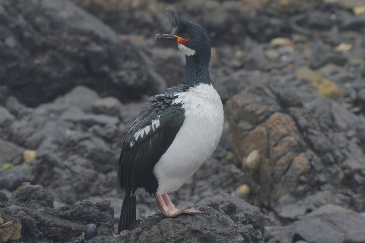 Баклан кембельський - ML644539833