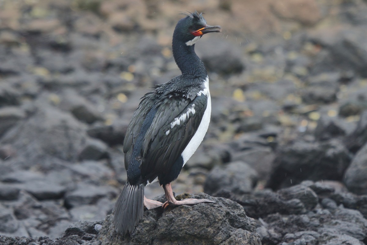 Баклан кембельський - ML644539834