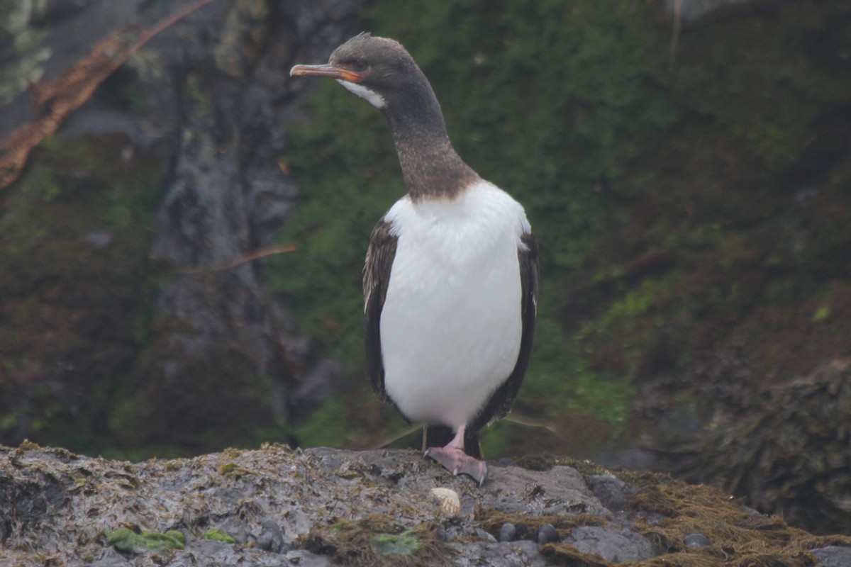 Баклан кембельський - ML644539835