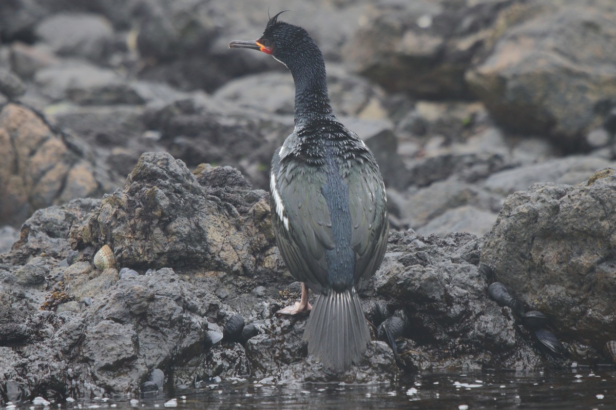 Баклан кембельський - ML644539837