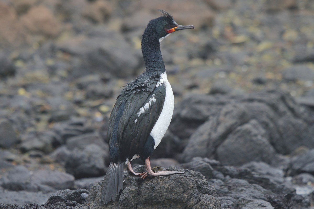 Баклан кембельський - ML644539838