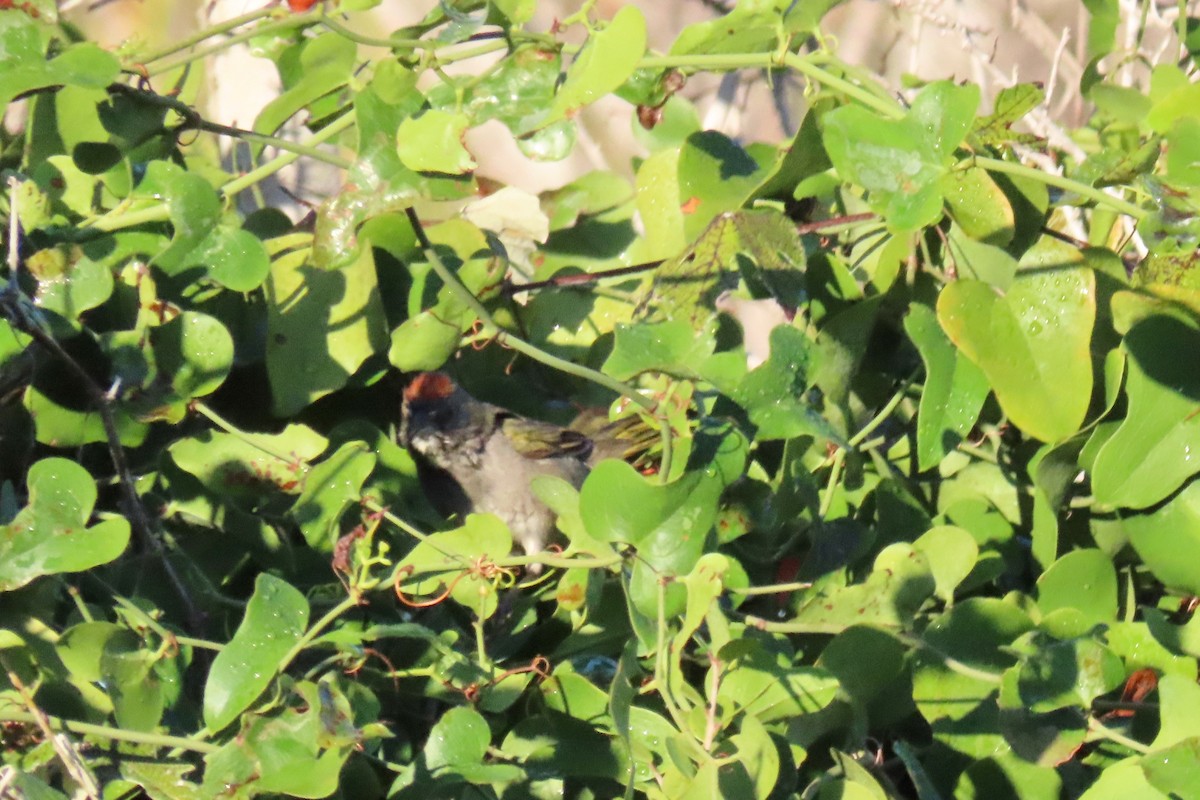 Тауї зеленохвостий - ML644539839