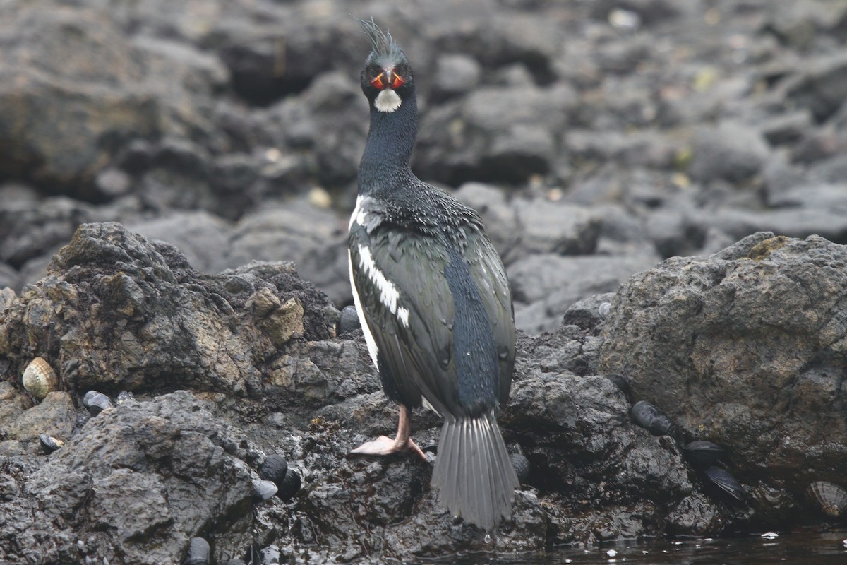 Баклан кембельський - ML644539840