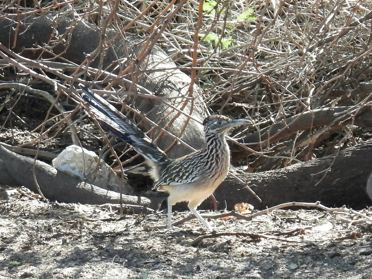 Таязура-подорожник каліфорнійська - ML644539842