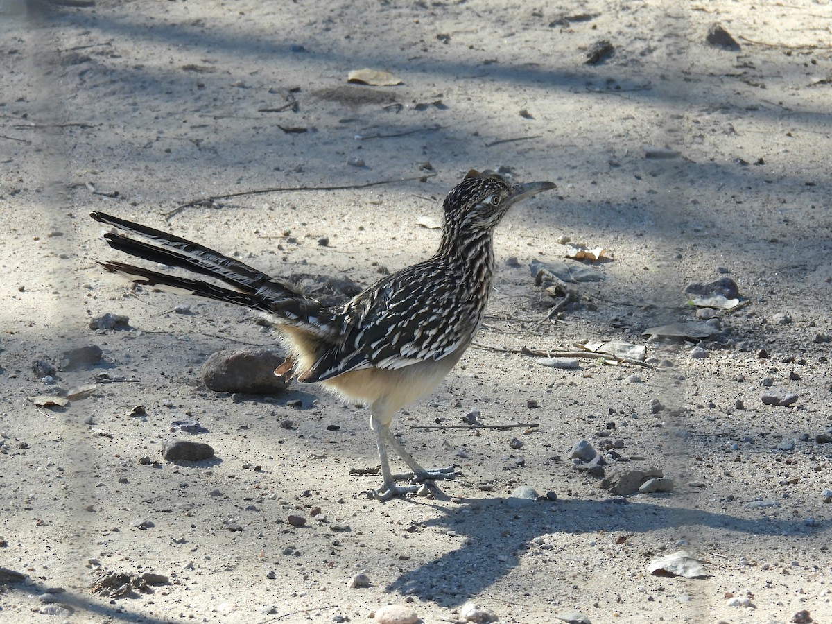 Таязура-подорожник каліфорнійська - ML644539843