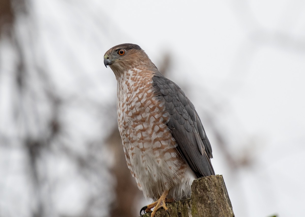 Яструб чорноголовий - ML644539846