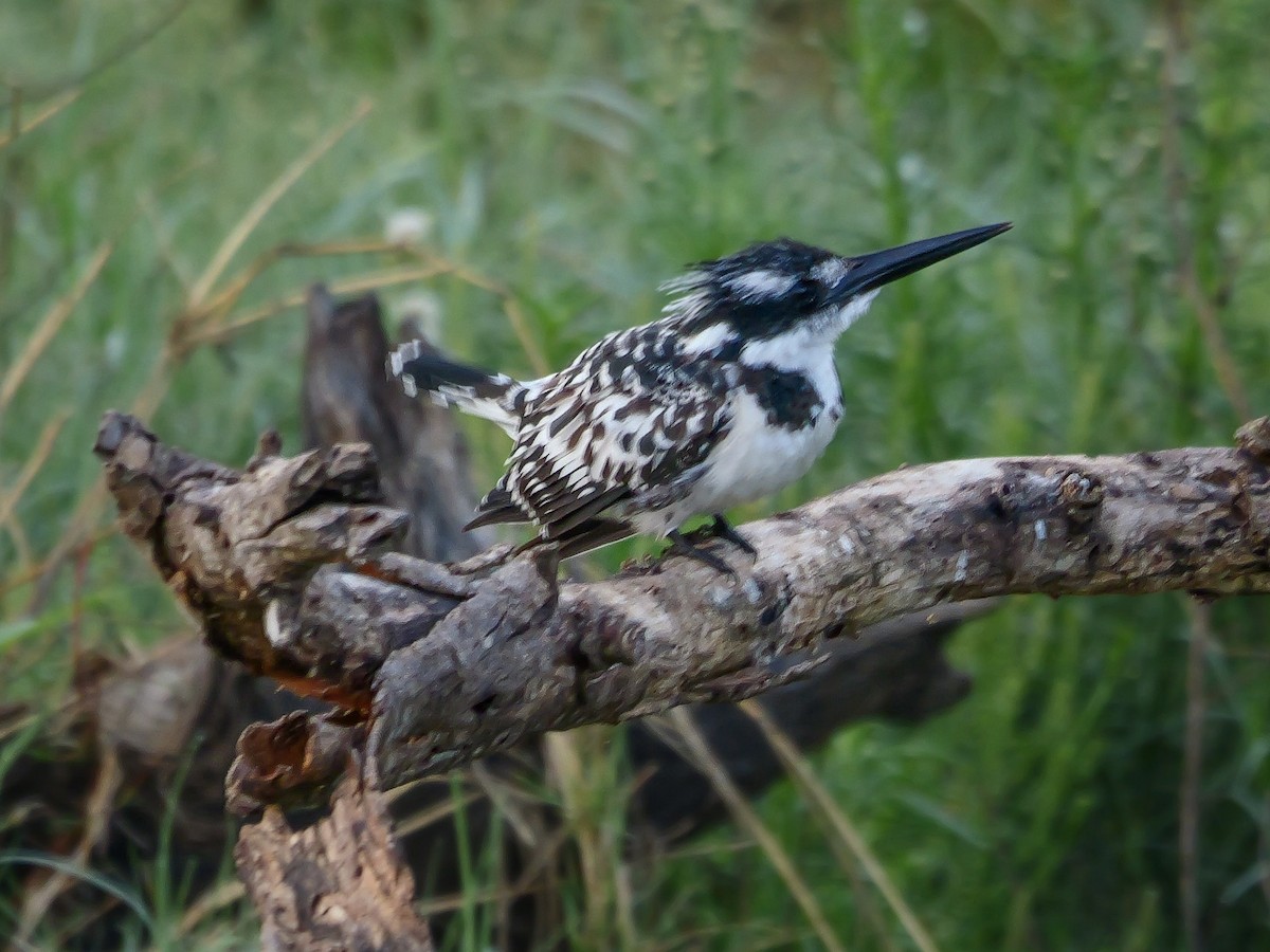 Рибалочка строкатий - ML644539847