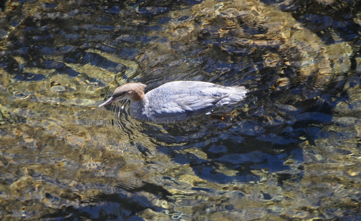 Крех великий - ML644539848