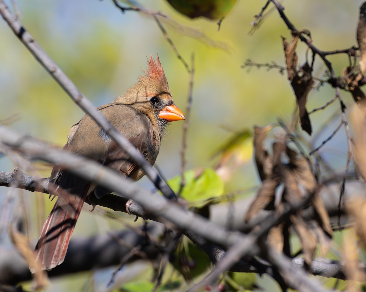 Канюк рудоплечий - ML644539853