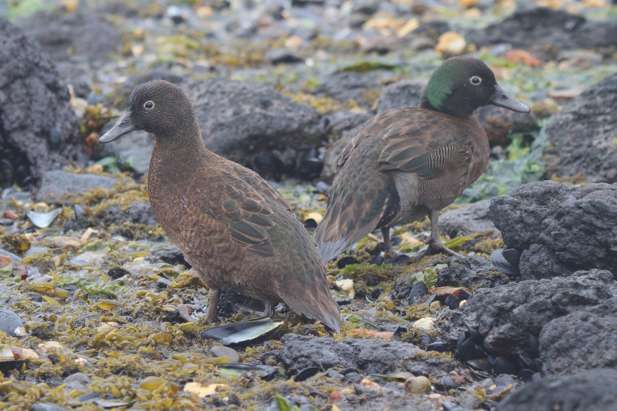 Чирянка острівна - ML644539854