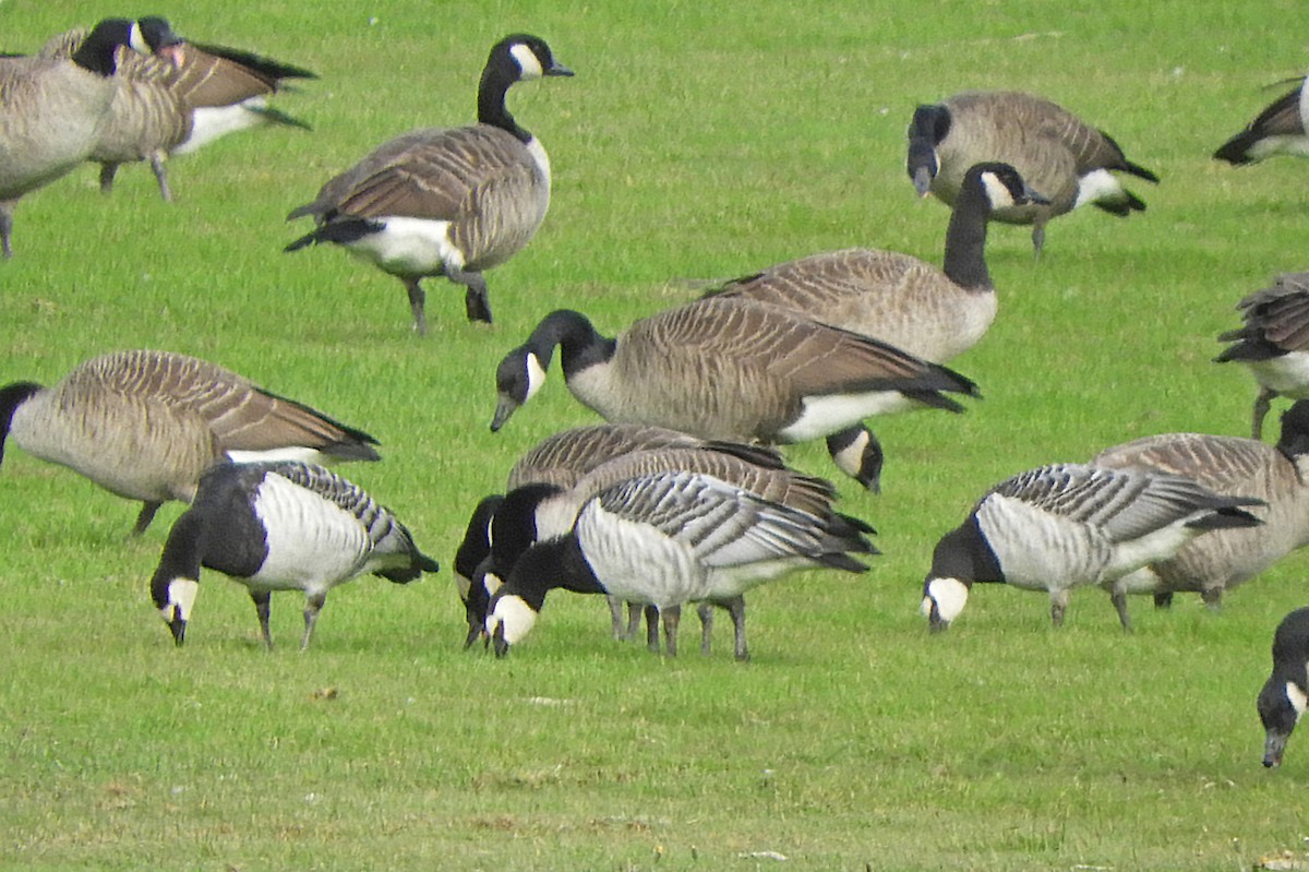 Barnacle Goose - ML644539855