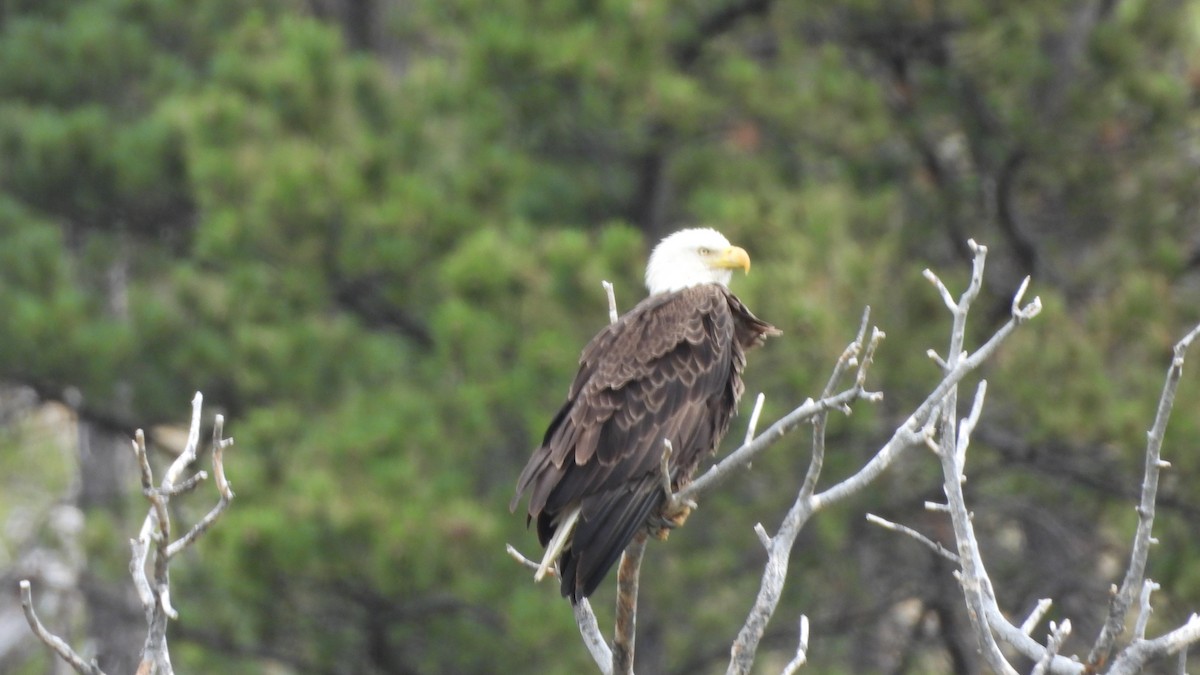 Белоголовый орлан - ML644539858