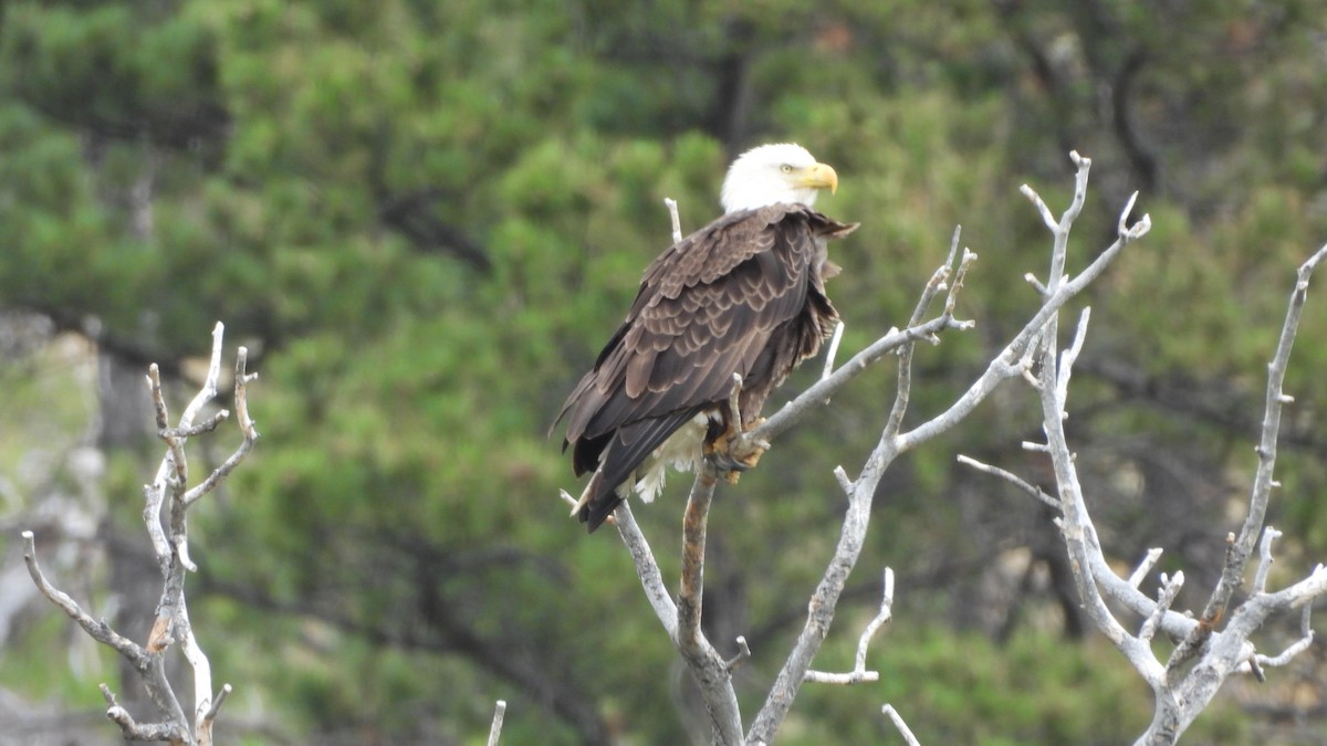 hvithodehavørn - ML644539859