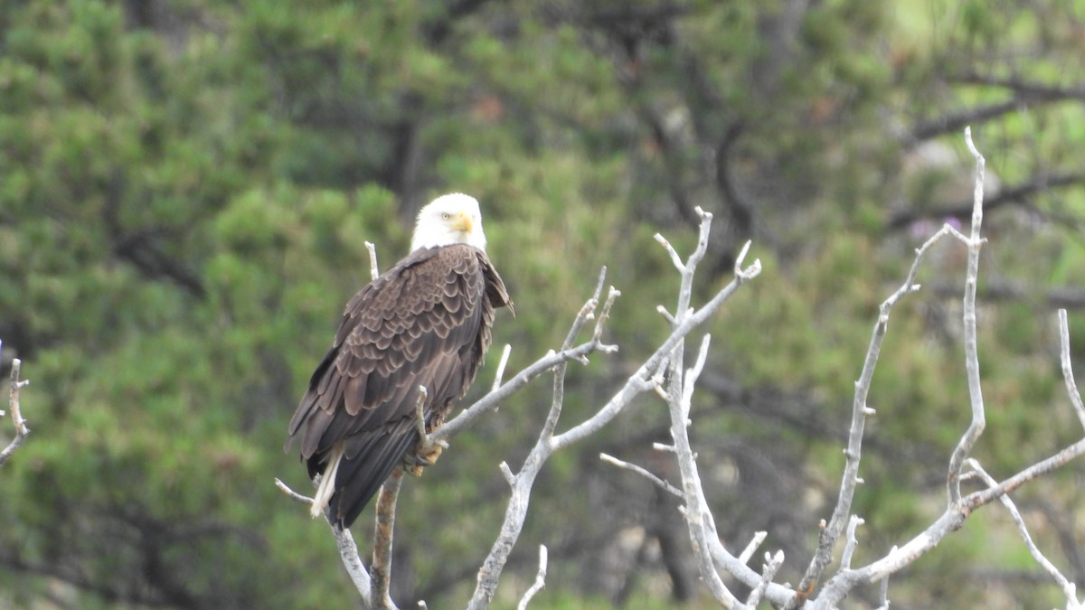 hvithodehavørn - ML644539860