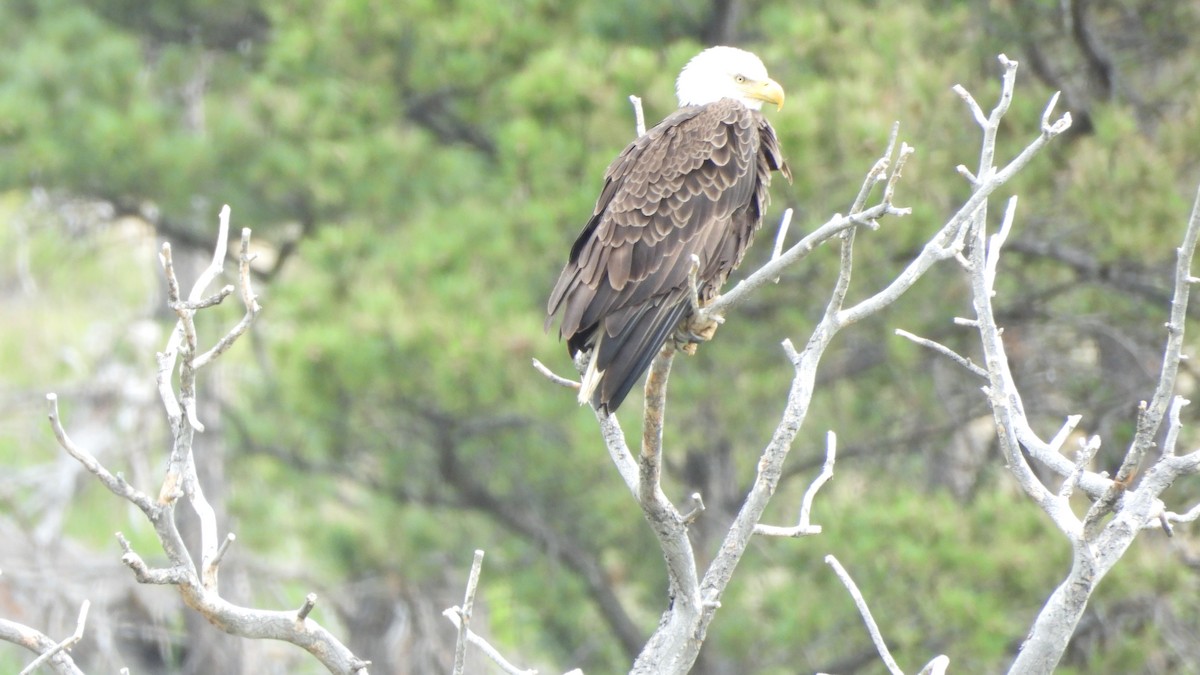 Белоголовый орлан - ML644539861
