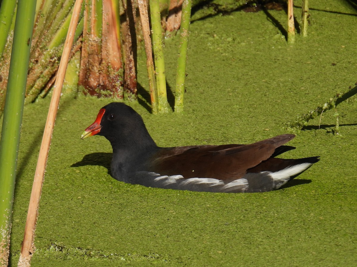 amerikasivhøne - ML644539862