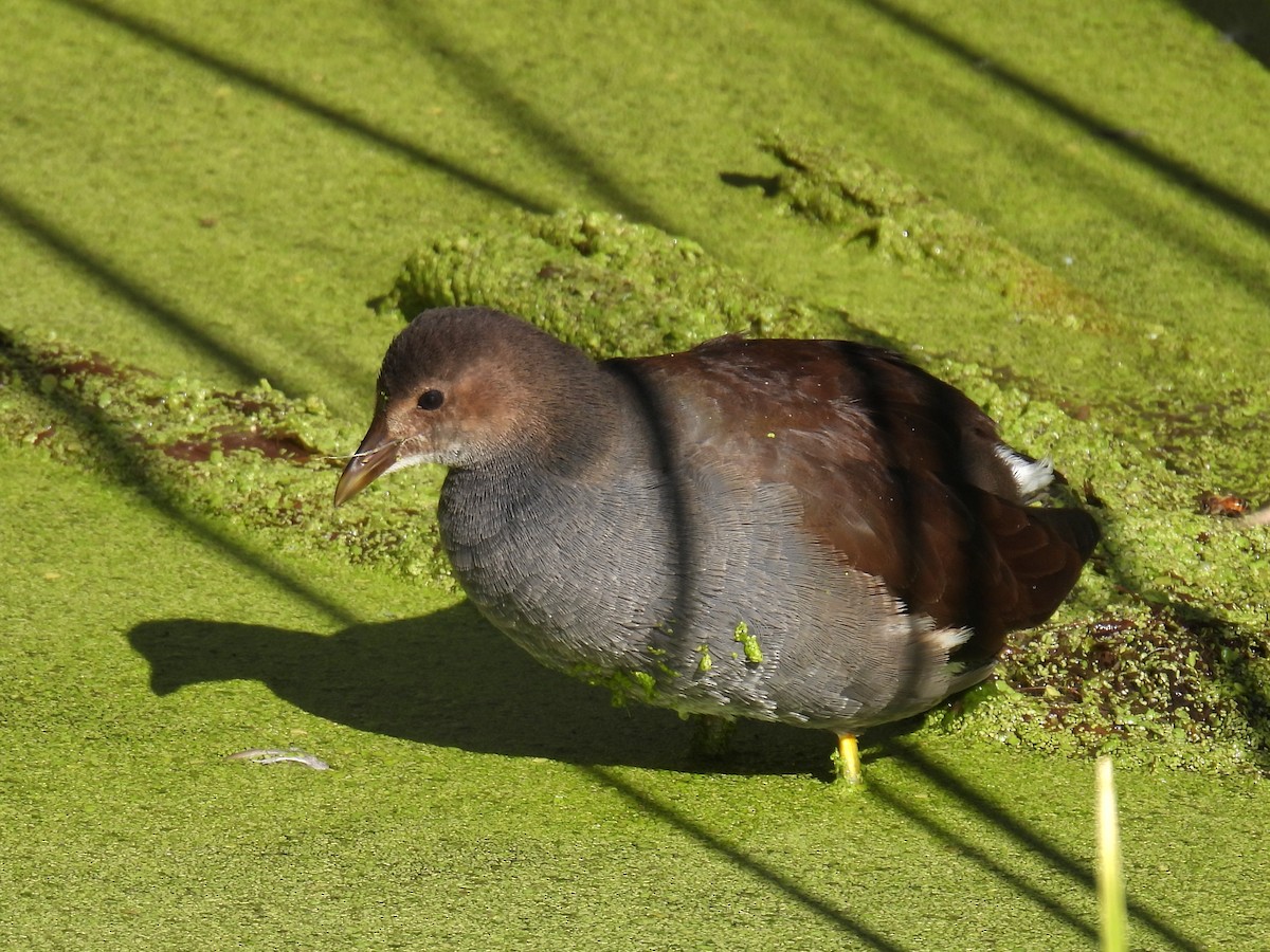 amerikasivhøne - ML644539863