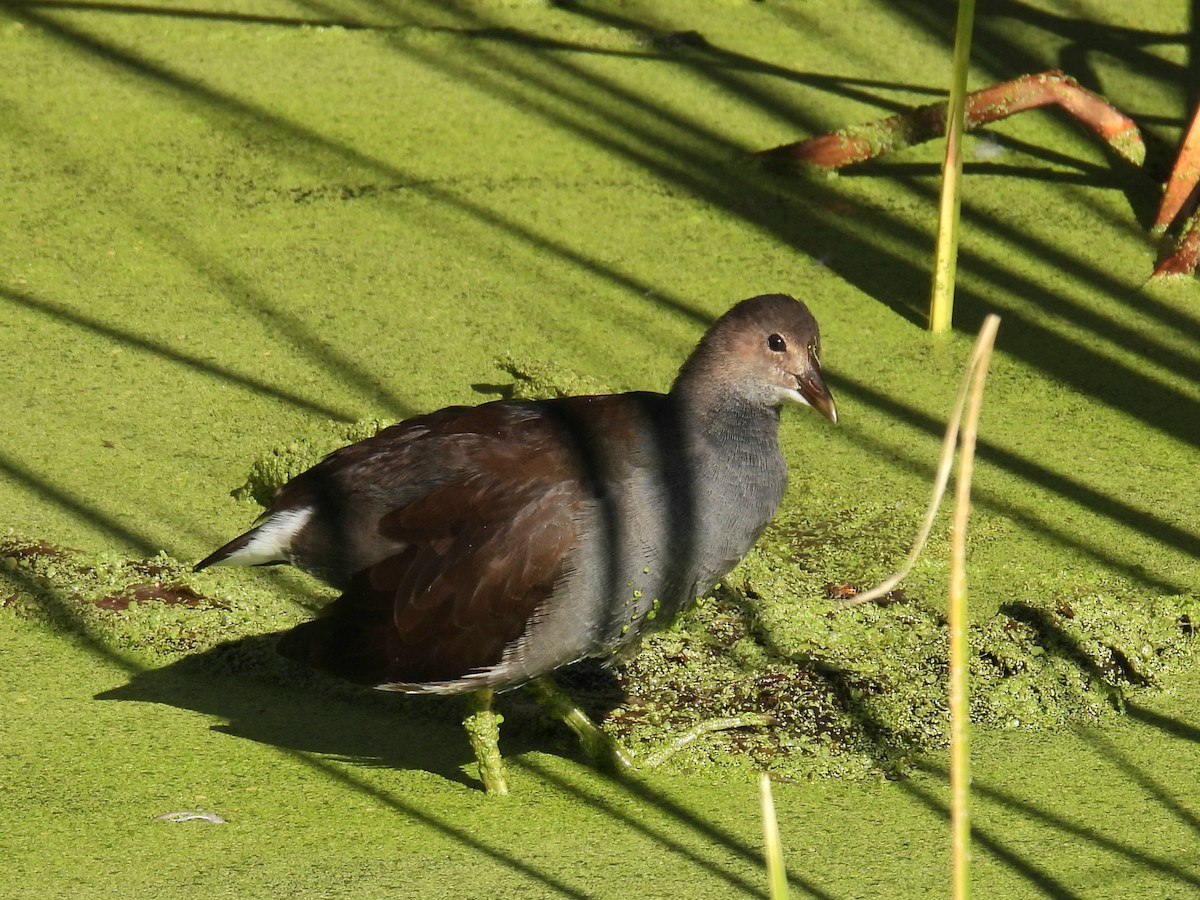 amerikasivhøne - ML644539864