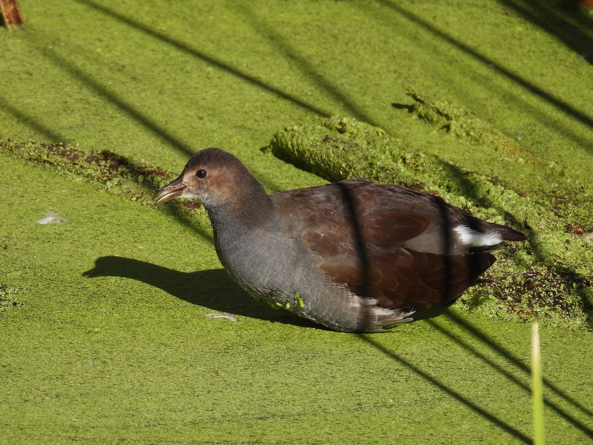 amerikasivhøne - ML644539865