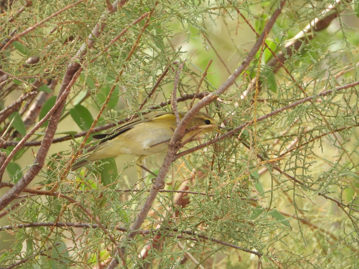 Long-legged Buzzard - ML644539868