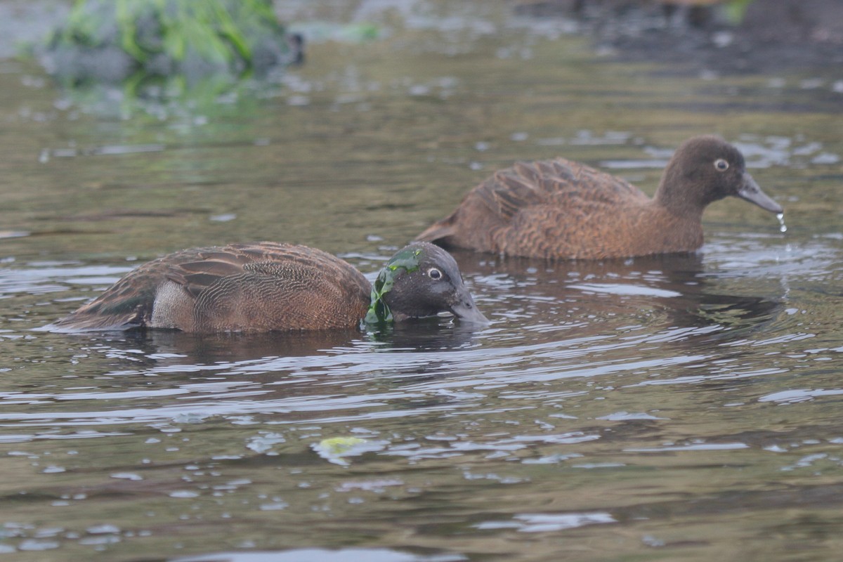 campbelland - ML644539869