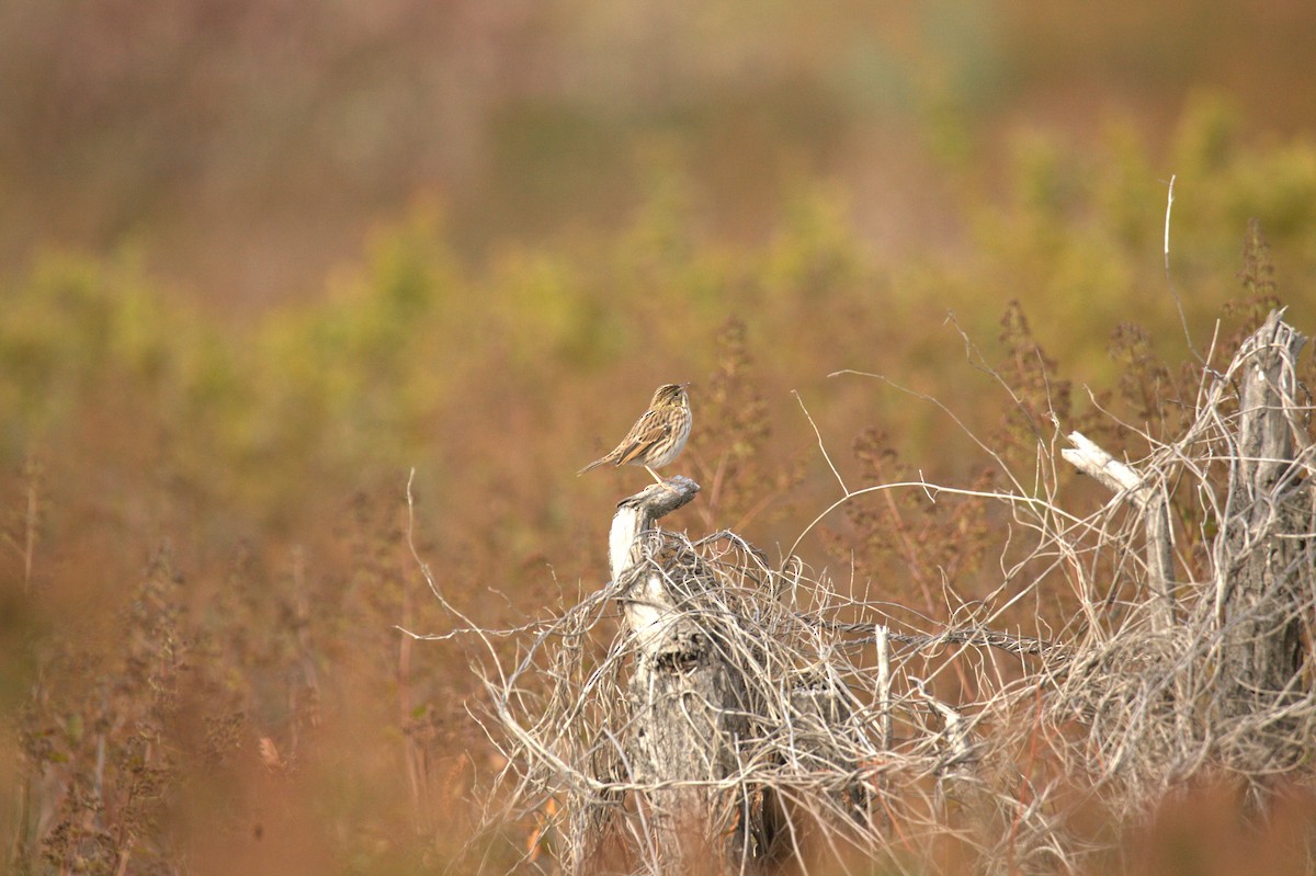 Chingolo Sabanero - ML644539870